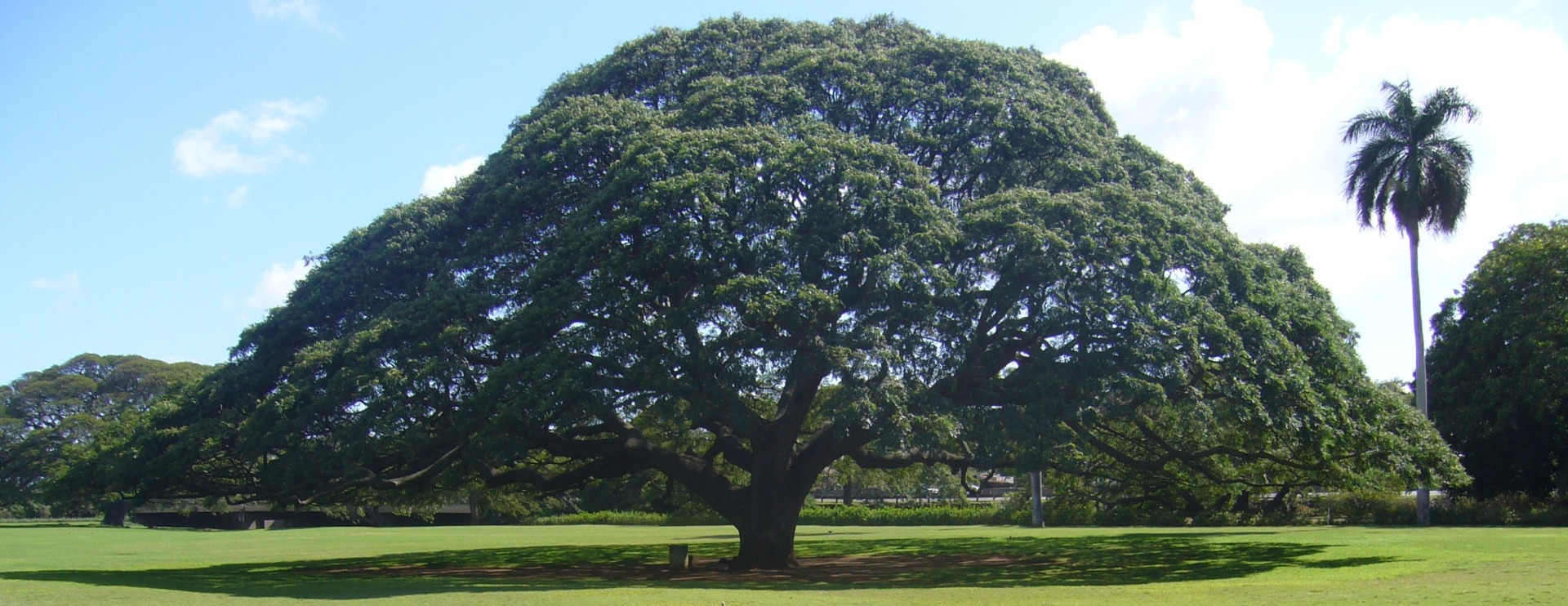 さぁ。今からどんどん大きくなるぞ！